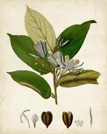 Framed Verdant Foliage IV Print