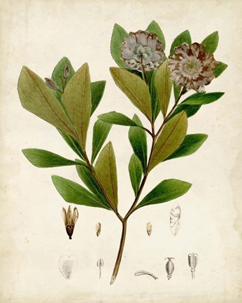 Framed Verdant Foliage V Print