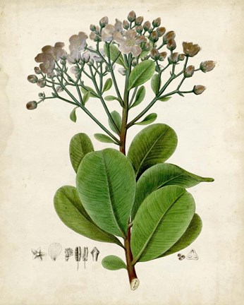 Framed Verdant Foliage VIII Print