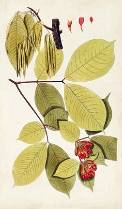 Framed Leaf Varieties II Print