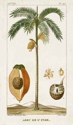 Framed Exotic Palms V Print