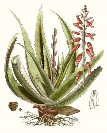 Framed Antique Aloe I Print