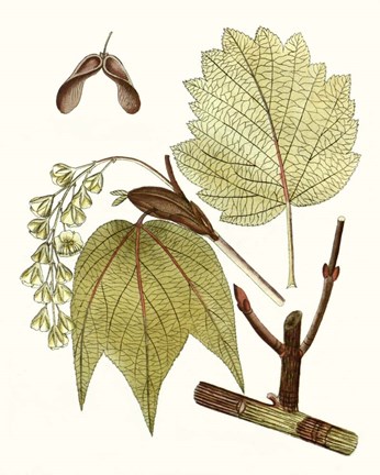 Framed Maple Leaves II Print