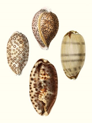 Framed Conchologia Iconica II Print