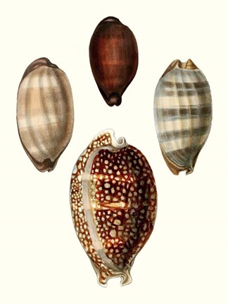 Framed Conchologia Iconica III Print