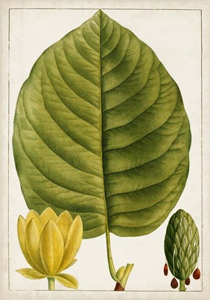 Framed Antique Flowering Trees I Print