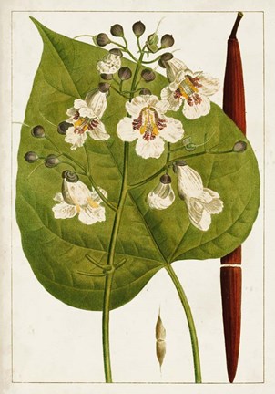 Framed Antique Flowering Trees V Print