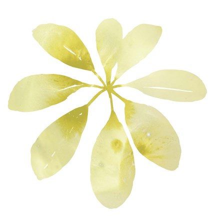 Framed Prisma Tropical V Print