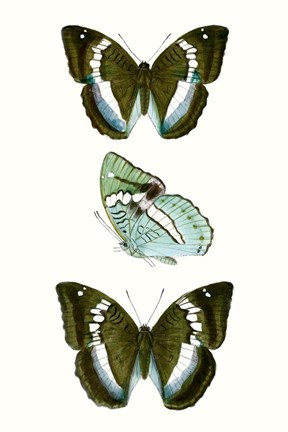 Framed Butterfly Specimen II Print