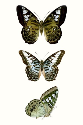 Framed Butterfly Specimen VI Print