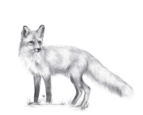 Framed Wildlife Trail I Print