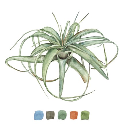 Framed Air Plant Study III Print