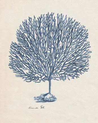 Framed Sea Coral Study III Print