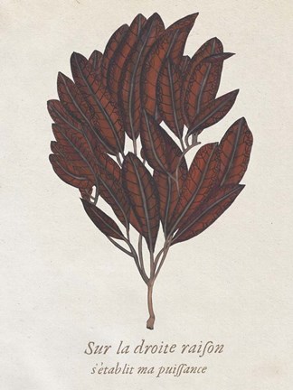 Framed Seaweed Study II Print