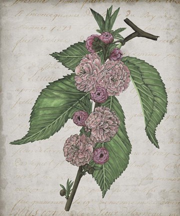 Framed Floral Memory I Print