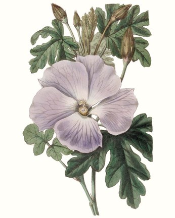 Framed Lavender Beauties I Print