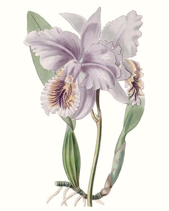 Framed Lavender Beauties II Print