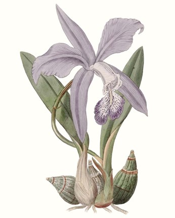 Framed Lavender Beauties IV Print