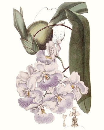 Framed Lavender Beauties V Print