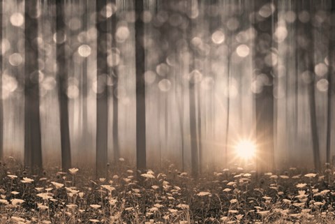 Framed Enchanted Morning Print