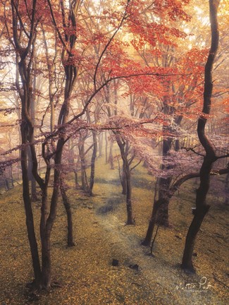 Framed High Up in the Trees Print