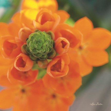 Framed Floral Pop IV Print