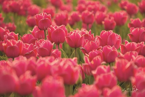 Framed Pretty Pink Tulips Print