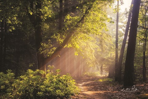 Framed Sunny Trail Print