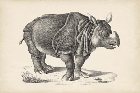 Framed Rhinoceros Print