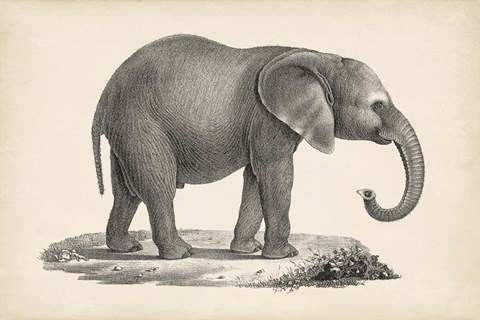 Framed Young Elephant Print