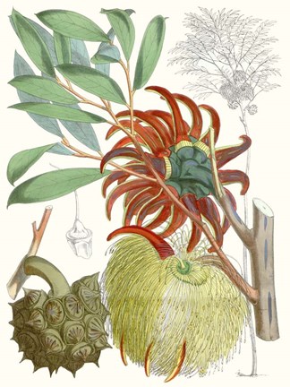 Framed Tropical Variety IV Print