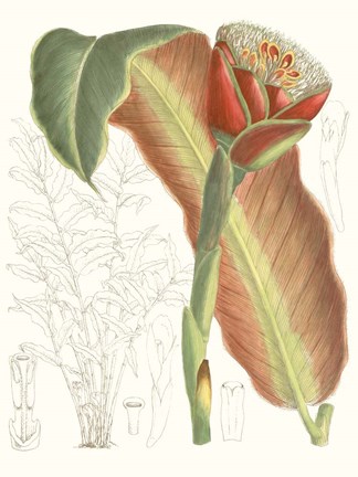 Framed Tropical Variety VII Print