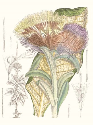 Framed Tropical Variety IX Print