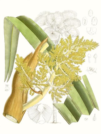 Framed Palm Melange V Print