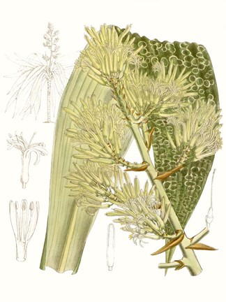 Framed Palm Melange VI Print