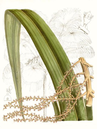 Framed Palm Melange VIII Print