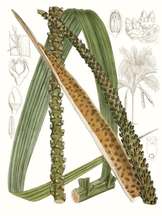 Framed Palm Melange IX Print