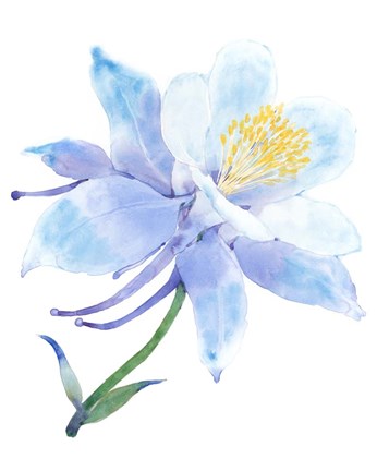 Framed Columbine Bloom I Print