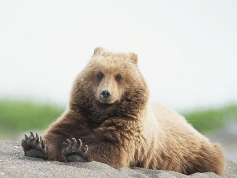 Framed Bear Life VI Print