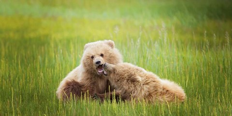 Framed Bear Life VIII Print