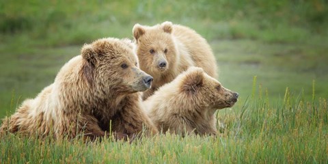 Framed Bear Life IX Print