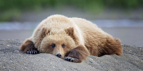 Framed Bear Life X Print