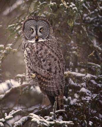 Framed Owl in the Snow I Print