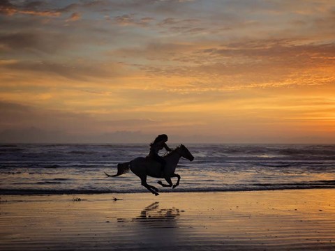 Framed Sunkissed Horses IV Print