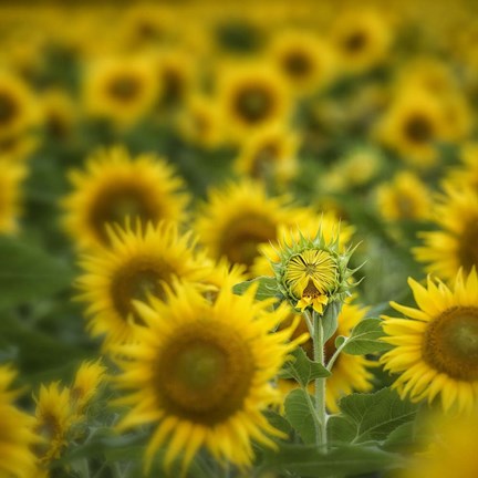 Framed Wild III Print