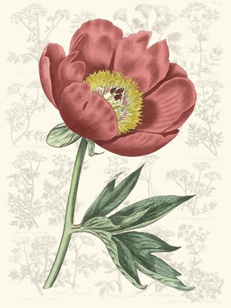 Framed Peony Flower Garden III Print