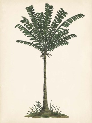 Framed Palm Tree Study IV Print