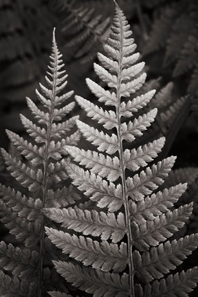 Framed Lady Fern I Print