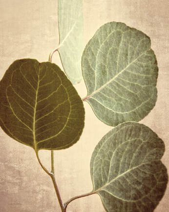 Framed Eucalyptus Color Print