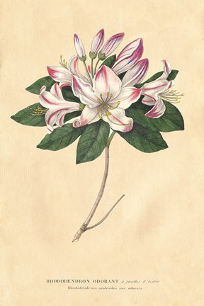 Framed Rhododendron Vintage Print